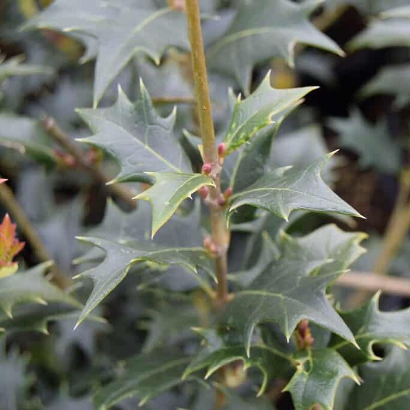 Osmanthus heterophyllus 175-200 cm